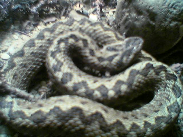 Vipera ursinii renardi.jpg [40 Kb]